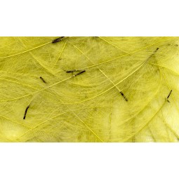 Plume CDC Petitjean Dirty Yellow