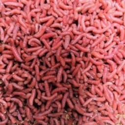 Asticot Rouge Pêche