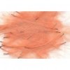 Plume CDC Petitjean 1 g Rose