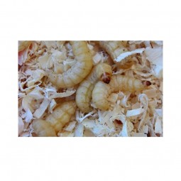 Teignes copaux 50 pièces