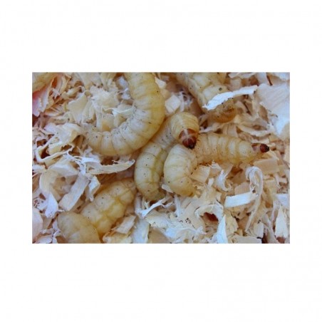 Teignes copaux 50 pièces