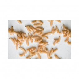 Asticot Blanc Pêche