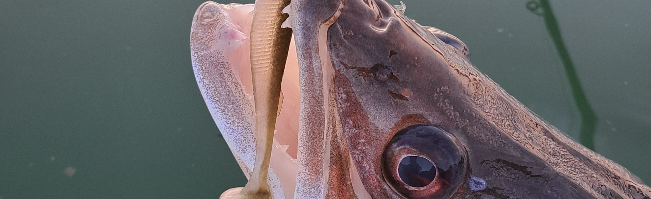 Pêche du Sandre - Rapala Crushcity